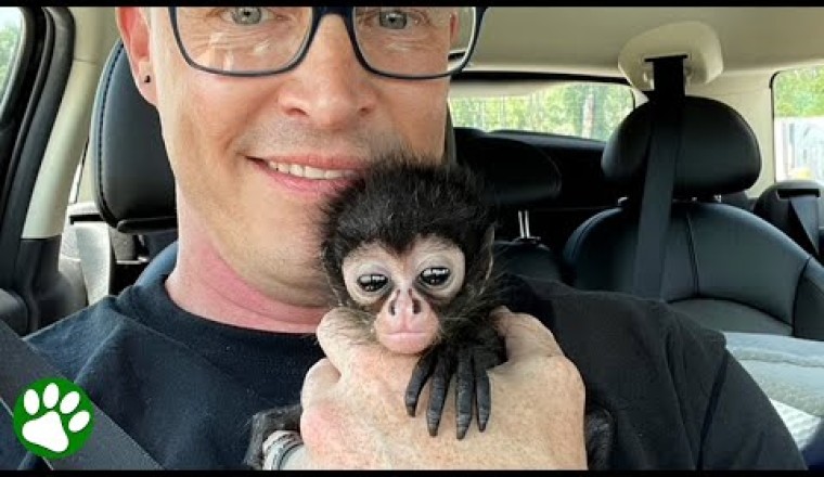 Adorable Baby Monkey Winston