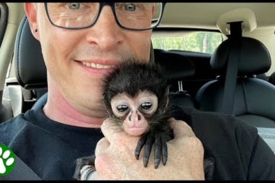 Adorable Baby Monkey Winston