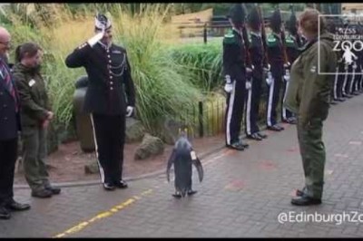 Sir Nils Olav promoted to Brigadier by Norwegian King's Guard
