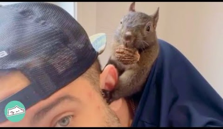Squirrel Refused to Leave Man. Now She Literally Lives on His Shoulder