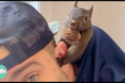 Squirrel Refused to Leave Man. Now She Literally Lives on His Shoulder