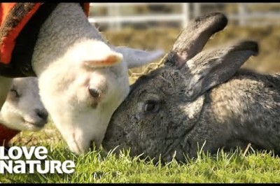 Giant 50lb Rabbit is Rejected and Befriends Baby Lambs