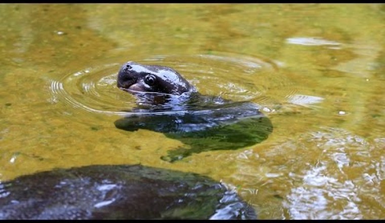 Pygmy Hippo Baby Makes A Splash