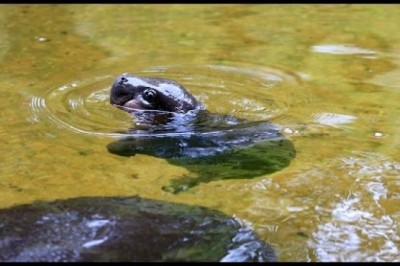 Pygmy Hippo Baby Makes A Splash