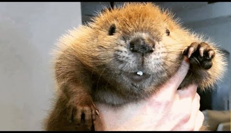 Baby Beaver Lost Her Home