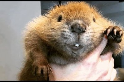 Baby Beaver Lost Her Home