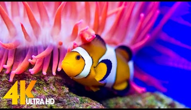 Beautiful Coral Reef Fish