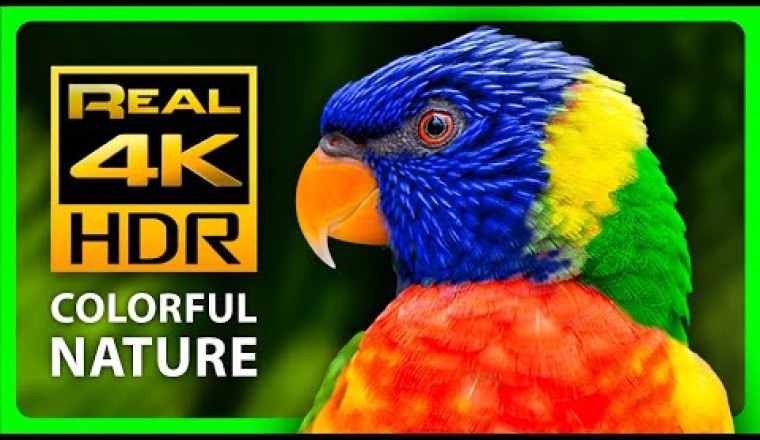 Incredible Tropical Animals and Relaxing Music