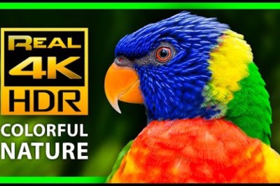 Incredible Tropical Animals and Relaxing Music