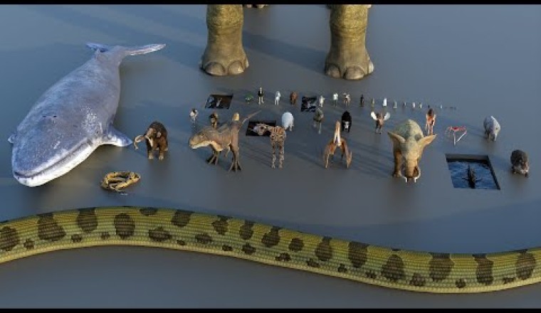 3D Animal Size Comparison