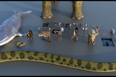 3D Animal Size Comparison