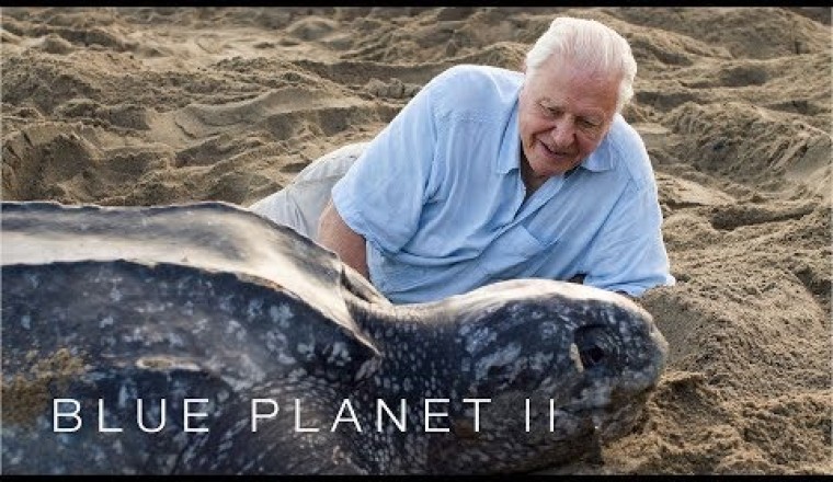 Leatherback Turtles