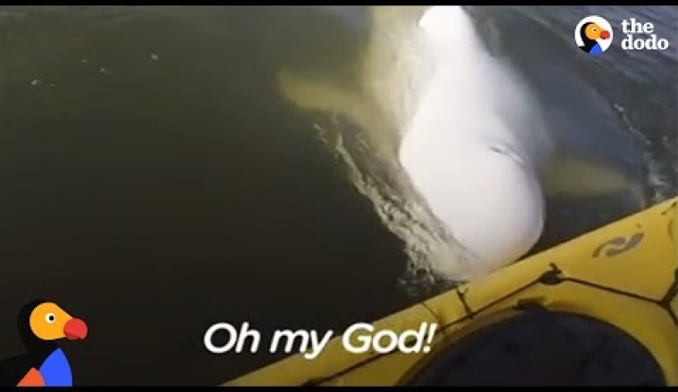 Man's Funny Beluga Song Attracts Beluga Whales Who Sing Back