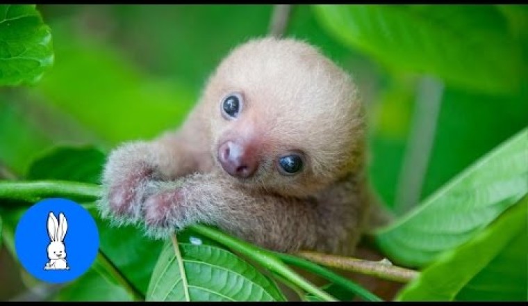 Baby Sloths Being Sloths