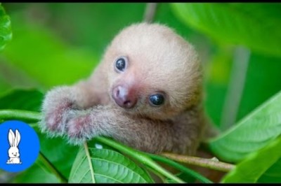 Baby Sloths Being Sloths