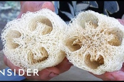 How Luffa Sponges Are Made