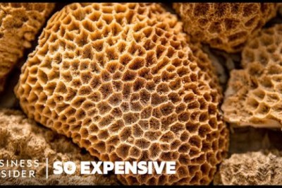 Why Sea Sponges Are So Expensive