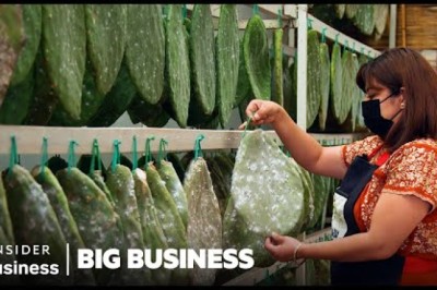 Why Tiny Cactus Bugs In Red Food Dye Are A $35 Billion Industry