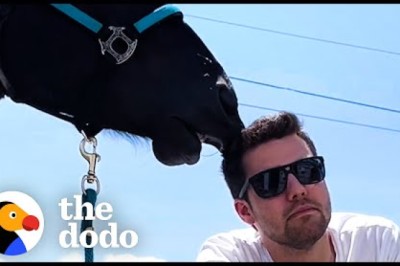 Horse Falls In Love With His Mom's Boyfriend