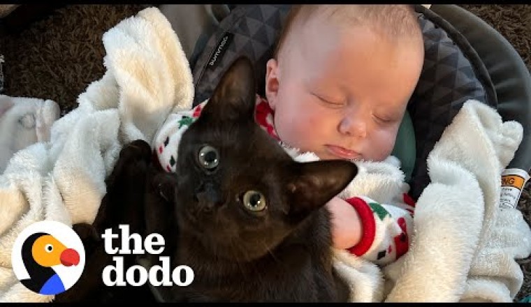 Kitten Gets Caught On Baby Cam Sneaking Into Her Sister's Crib For A Snuggle