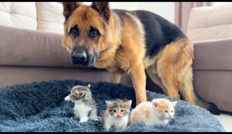 Bead Stealing Kittens