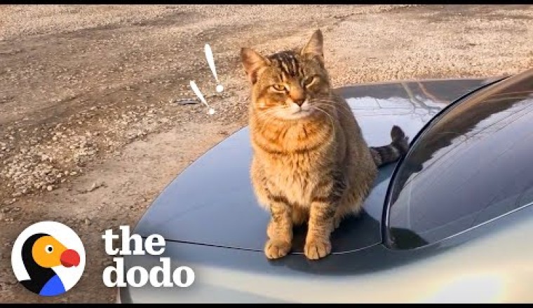 Stray Cat Decides To Work At A Car Shop And Greet Every Customer