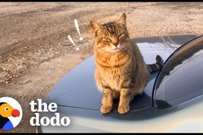 Stray Cat Decides To Work At A Car Shop And Greet Every Customer
