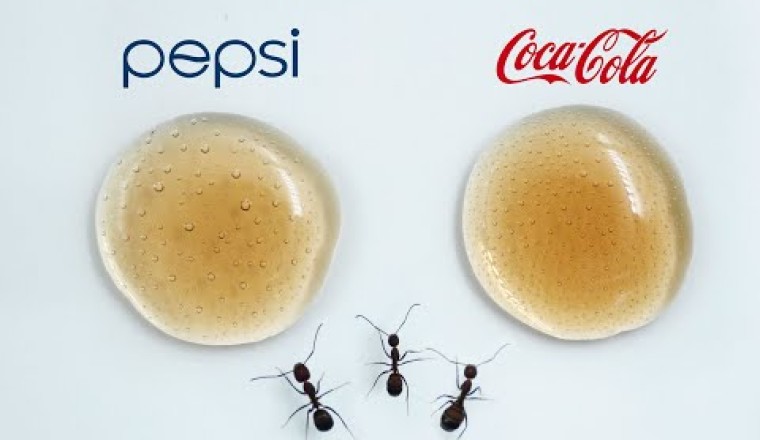 Pepsi or Coca Cola (Ants Time Lapse)