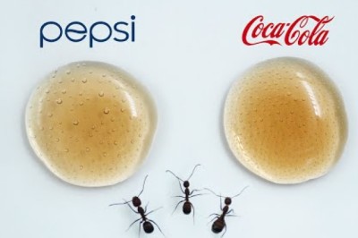 Pepsi or Coca Cola (Ants Time Lapse)