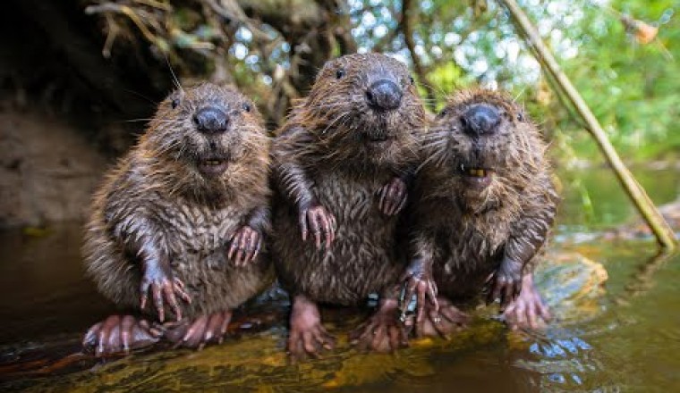 Robotic Spy Beaver Makes Friends With Beaver Family And Little Muskrat too!