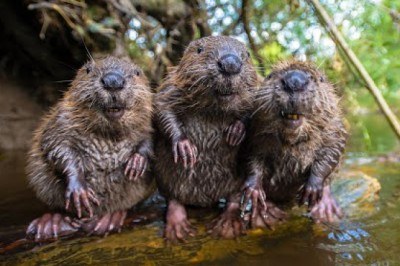 Robotic Spy Beaver Makes Friends With Beaver Family And Little Muskrat too!