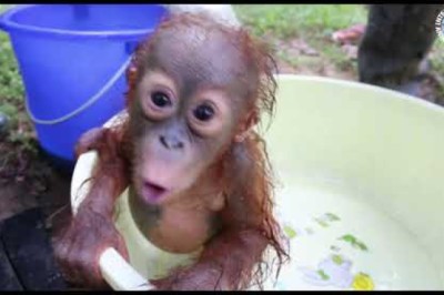 Orangutan Baby School