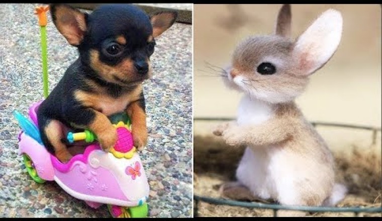 Aww Baby Animals