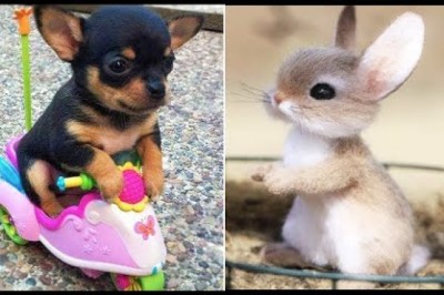 Aww Baby Animals