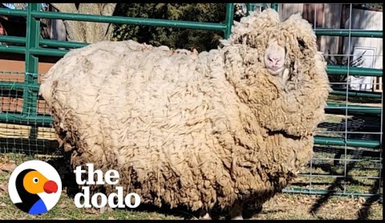 This Sheep Lost 30 Pounds of Wool And Can't Stop Hopping Around
