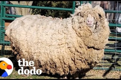 This Sheep Lost 30 Pounds of Wool And Can't Stop Hopping Around