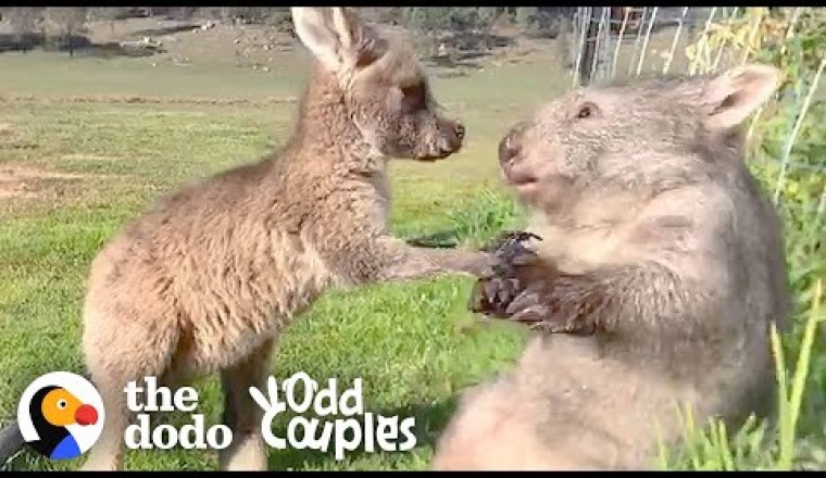 Wombat And Kangaroo Are Obsessed With Each Other