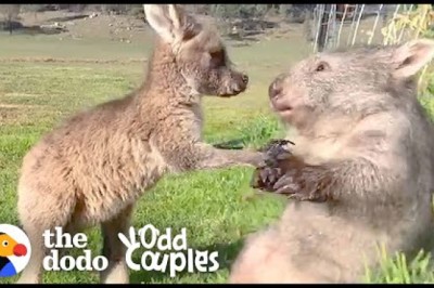 Wombat And Kangaroo Are Obsessed With Each Other