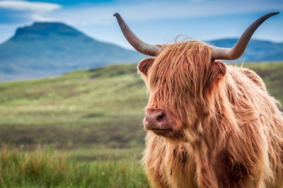 Scottish Highland Cattle