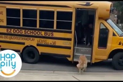 Dogs Love Taking School Bus To Doggy Day Care