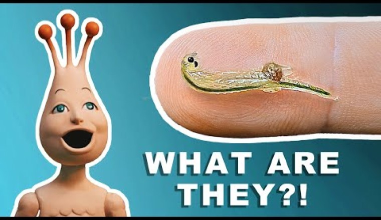 Are Sea Monkeys Real?