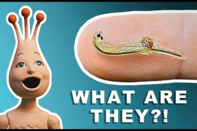Are Sea Monkeys Real?