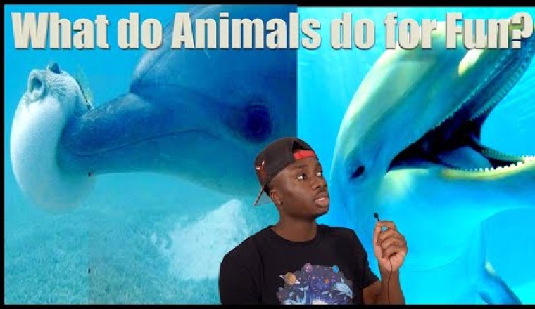 How Do Wild Animals Have Fun?