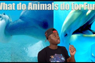 How Do Wild Animals Have Fun?