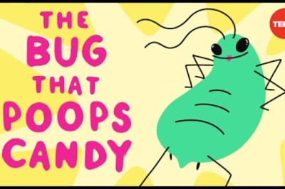 The Bug That Poops Candy