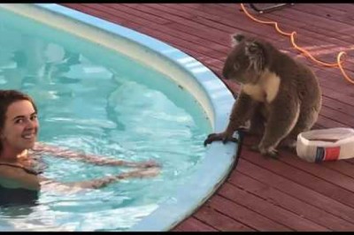Unforgettable Encounter With Super Cute Koala Wants Kisses, Cuddles...And Water