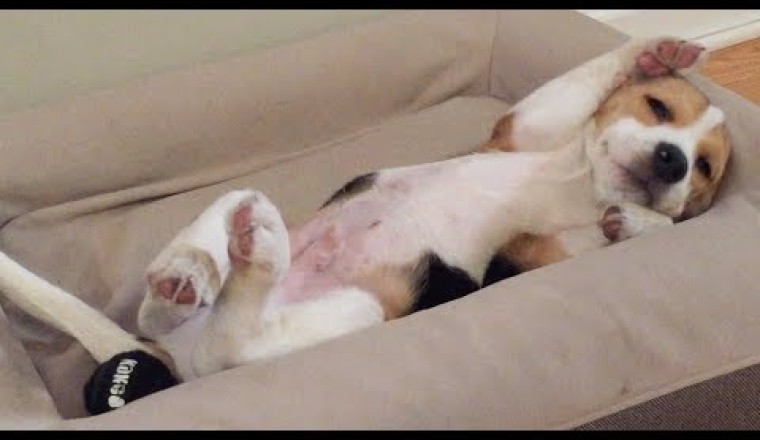 Waking Up Is Hard For This Puppy!
