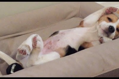 Waking Up Is Hard For This Puppy!