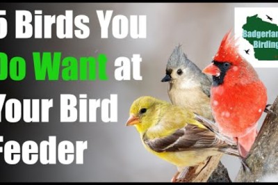 5 Common Backyard Birds You DO WANT at Your Feeder
