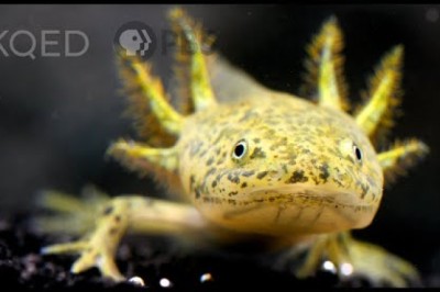 The Axolotl Salamander Doesn’t Wanna Grow Up